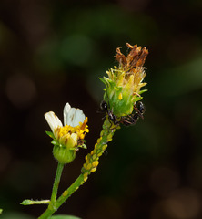Camponotus sexguttatus