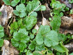 Geum urbanum