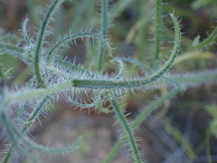 Cryptantha clevelandii