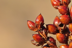Juncus acutus acutus