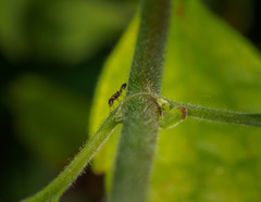 Pseudomyrmex ejectus
