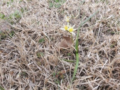 Nothoscordum bivalve