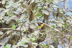 Anisognathus somptuosus