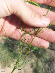 Heliophila variabilis