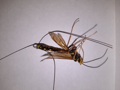 Megarhyssa nortoni