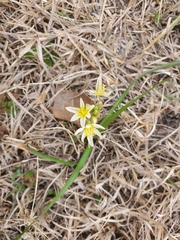 Nothoscordum bivalve