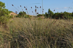 Juncus acutus acutus