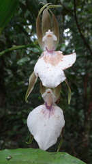 Zygosepalum labiosum