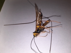 Megarhyssa nortoni