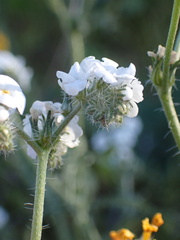 Cryptantha clevelandii