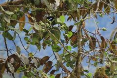 Chalcothraupis ruficervix