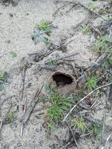 iNaturalist observation photo of Dune Cup