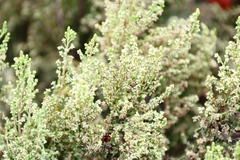 Erica urceolata