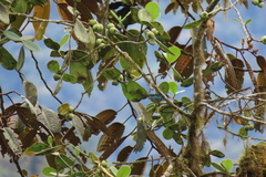 Chalcothraupis ruficervix