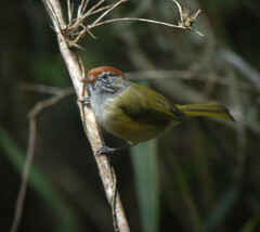 Hylophilus amaurocephalus