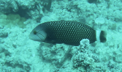 Novaculichthys taeniourus