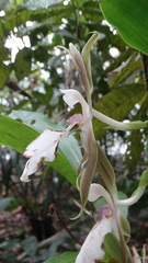 Zygosepalum labiosum
