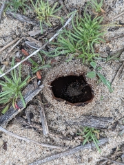 Peziza ammophila