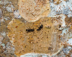 Camponotus novogranadensis