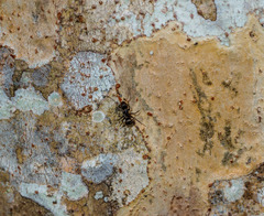 Camponotus novogranadensis