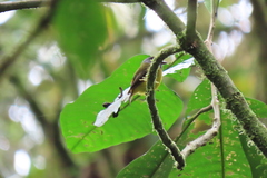 Myiotriccus ornatus
