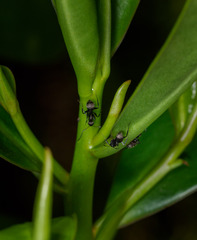 Camponotus novogranadensis