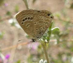 Echinargus isola