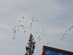 Psittacara holochlorus