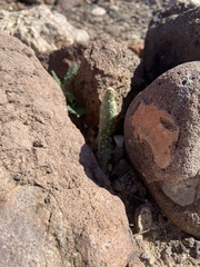 Cylindropuntia ramosissima