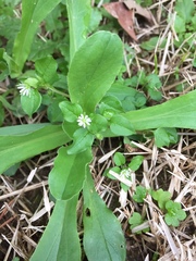 Valerianella