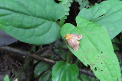 Zygaenoidea