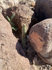 Cylindropuntia ramosissima