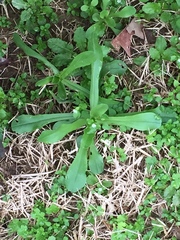 Valerianella
