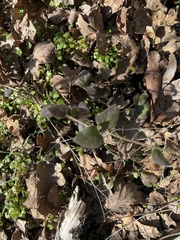 Lonicera hispidula