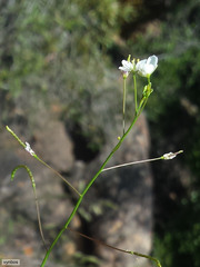 Heliophila variabilis