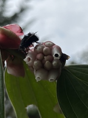 Cavendishia pubescens