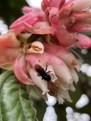 Cavendishia pubescens