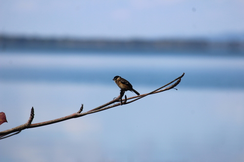 Morelet's Seedeater (Sporophila morelleti), photo 7