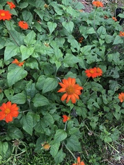 Tithonia rotundifolia