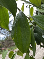 Cavendishia pubescens