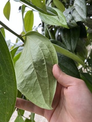 Cavendishia pubescens