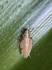 Balta bicolor