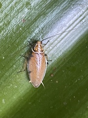 Balta bicolor