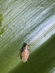 Balta bicolor