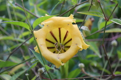 Solandra maxima