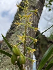 Prosthechea