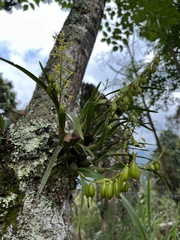 Prosthechea