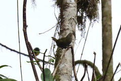 Chlorospingus semifuscus