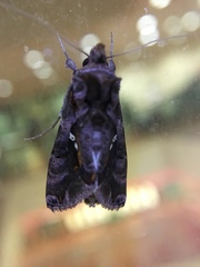 Plusiopalpa adrasta