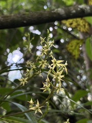 Prosthechea